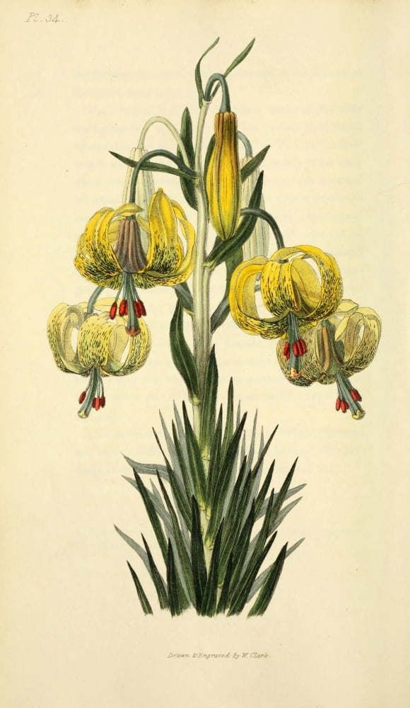 Flora Conspicua 1926 Pomponium Lily Canvas Art - William Clark (24 x 36)