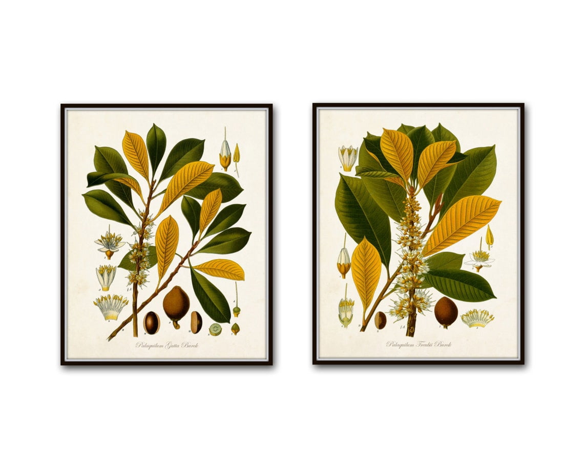 Flora No 2 Vintage Botanical Wall Art Prints, Antique Leaf, Botanical ...