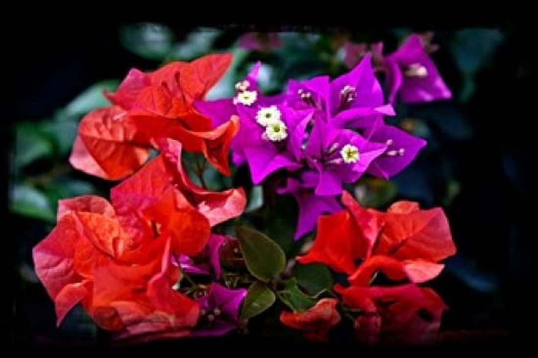 Flora along Staniel Cay Exumas Bahamas Canvas Art - Joe Restuccia III DanitaDelimont (38 x 25)