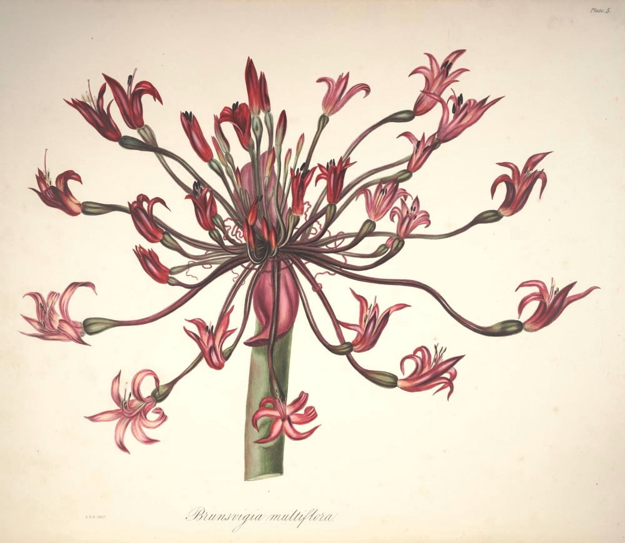 Flora of South Africa 1849 Brunsvigia Canvas Art - Arabella Roupell (24 x 36)