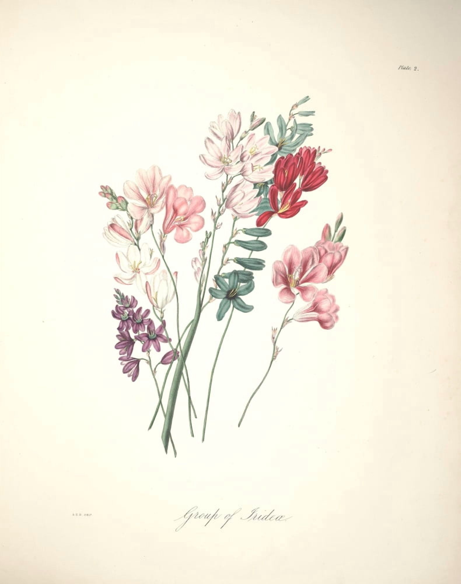 Flora of South Africa 1849 Iridaea Canvas Art - Arabella Roupell (18 x 24)