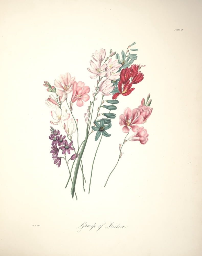 Flora of South Africa 1849 Iridaea Canvas Art - Arabella Roupell (24 x 36)