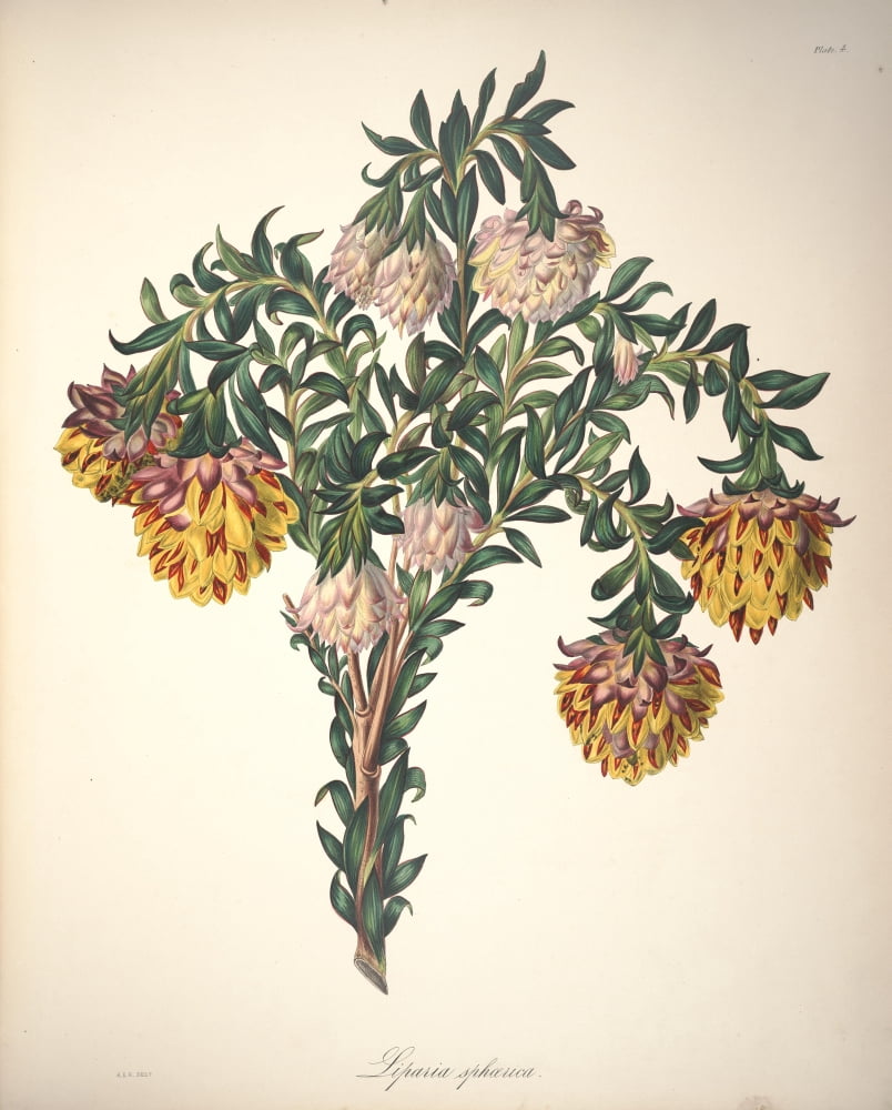 Flora of South Africa 1849 Liparia Canvas Art - Arabella Roupell (18 x 24)