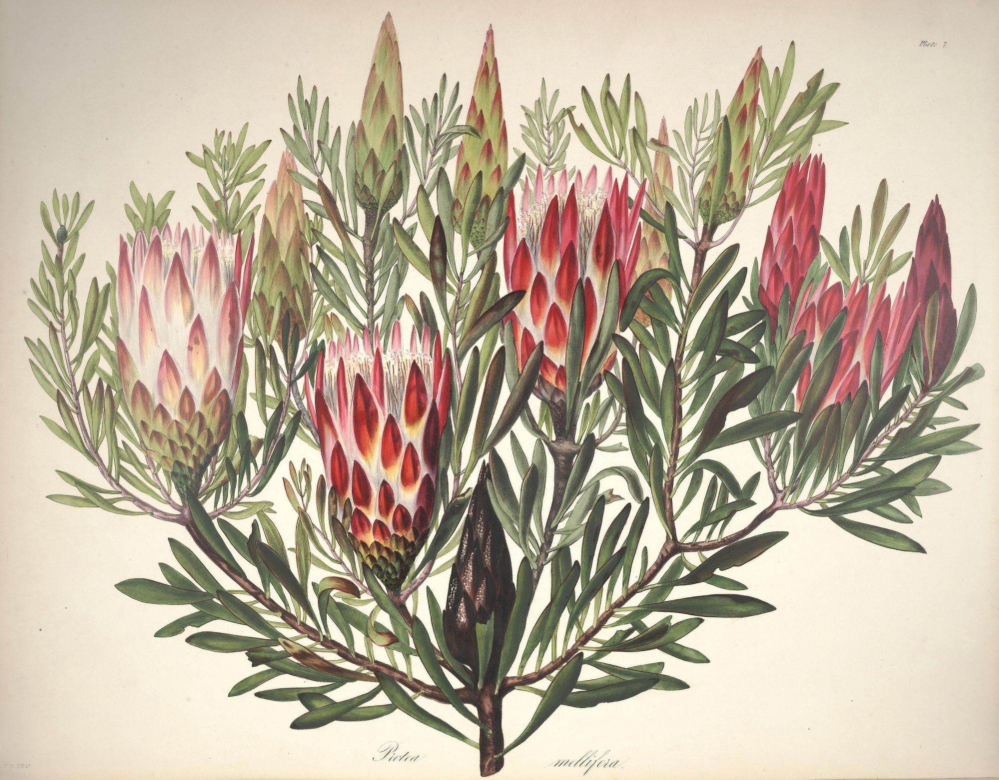 Flora of South Africa 1849 Protea Canvas Art - Arabella Roupell (24 x 36)