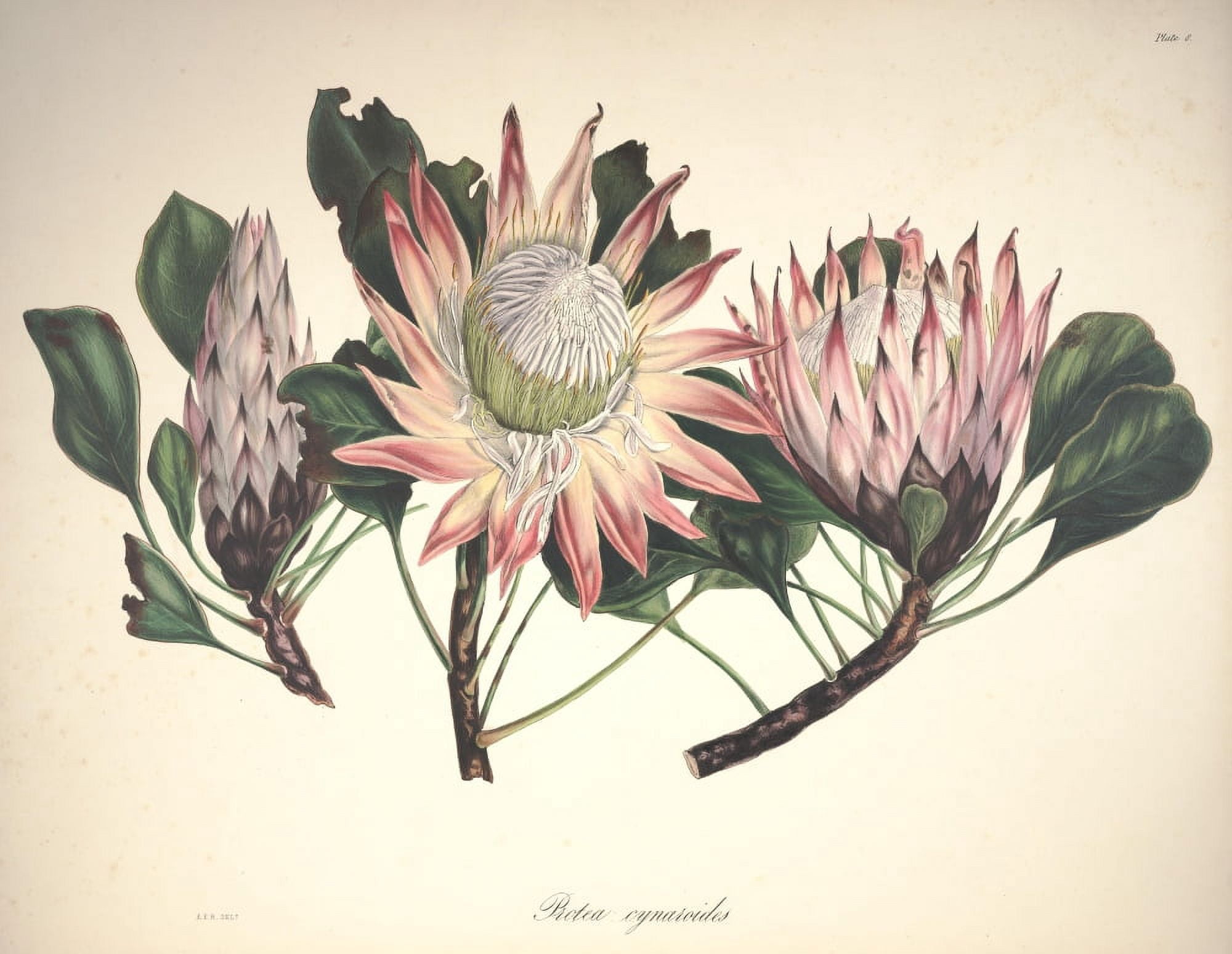 Flora of South Africa 1849 Protea Cynaroides Canvas Art - Arabella Roupell (18 x 24)