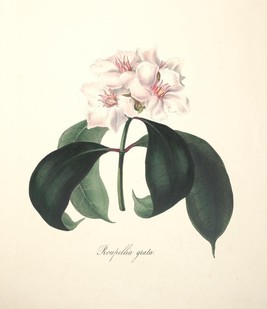 Flora of South Africa 1849 Roupellia Grata Canvas Art - Arabella Roupell (18 x 24)