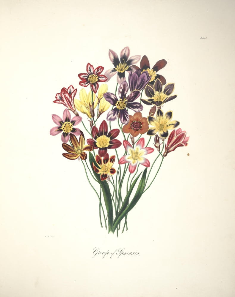 Flora of South Africa 1849 Sparaxis Canvas Art - Arabella Roupell (18 x 24)