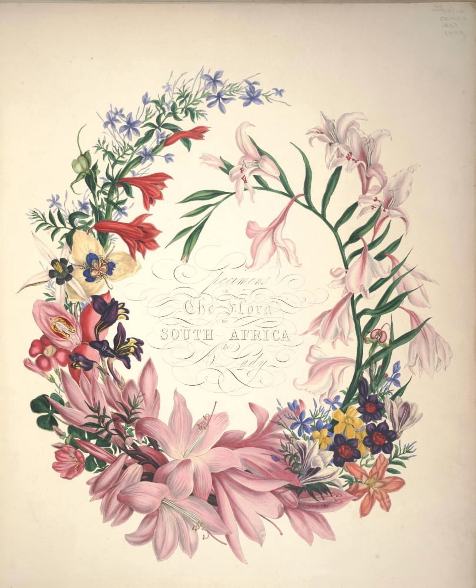 Flora of South Africa 1849 Title page Canvas Art - Arabella Roupell (18 x 24)