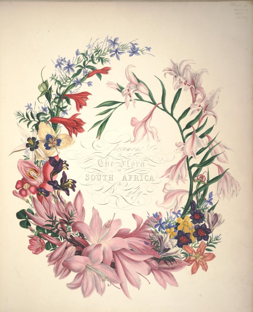Flora of South Africa 1849 Title page Canvas Art - Arabella Roupell (24 x 36)