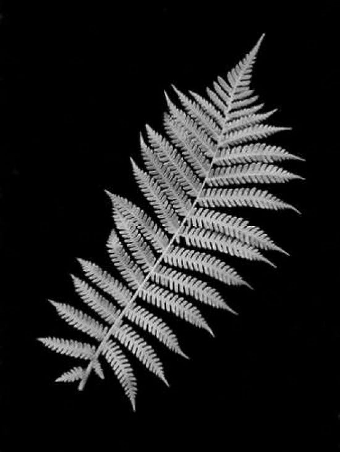 Floral B-W - 18 Canvas Art - Alan Blaustein (18 x 24)