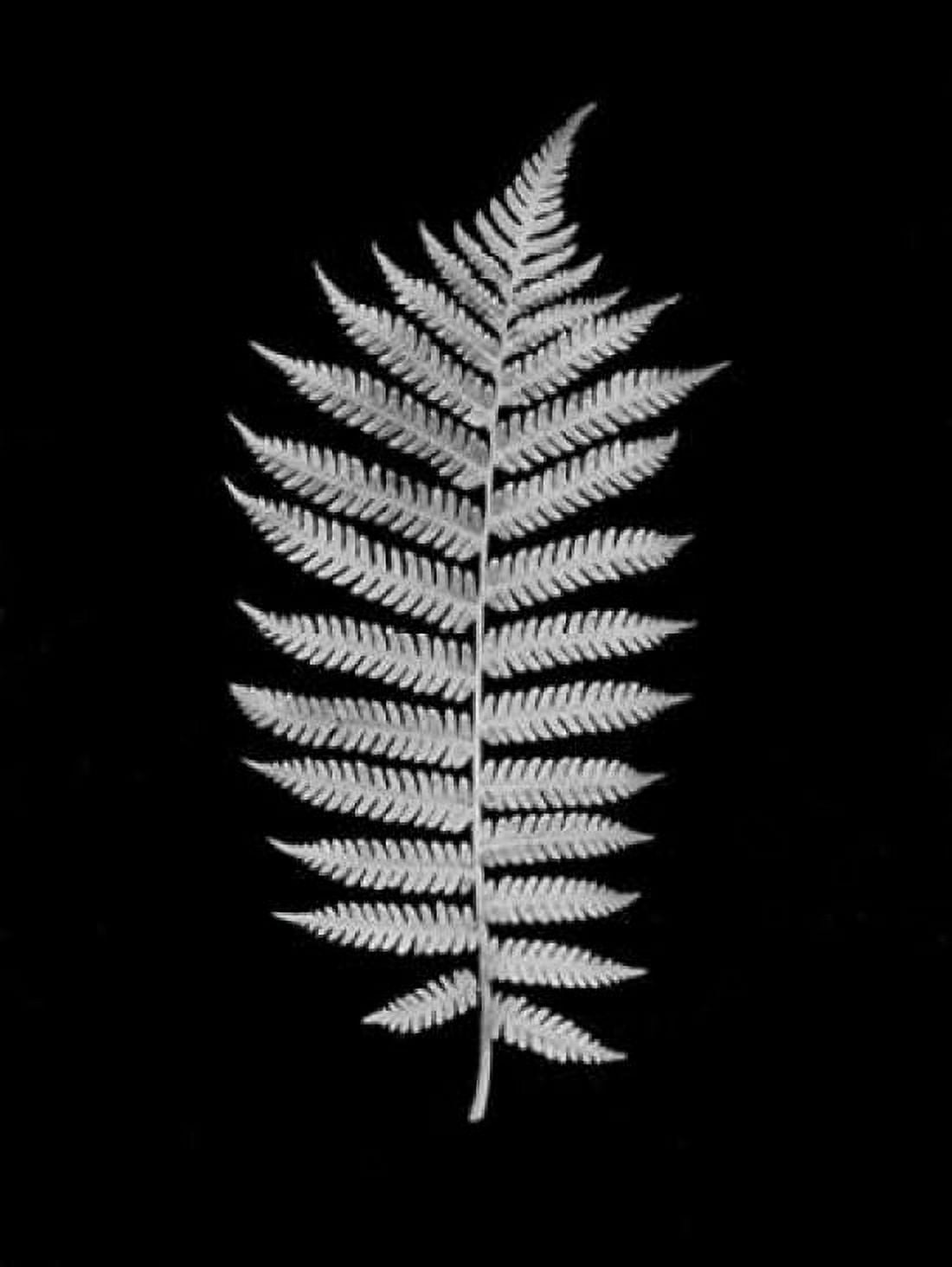 Floral B-W - 19 Canvas Art - Alan Blaustein (18 x 24)
