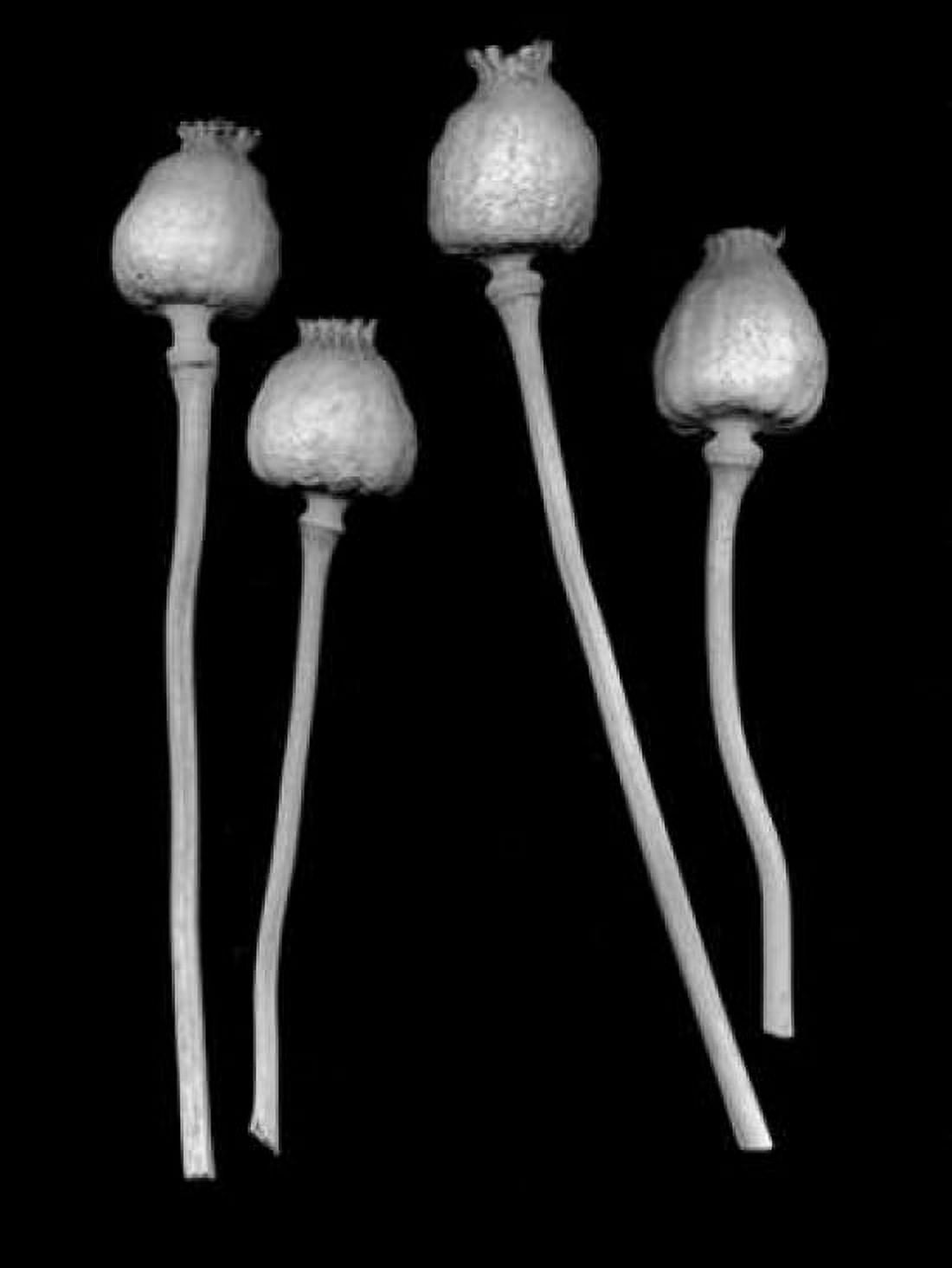 Floral B-W - 21 Canvas Art - Alan Blaustein (18 x 24)