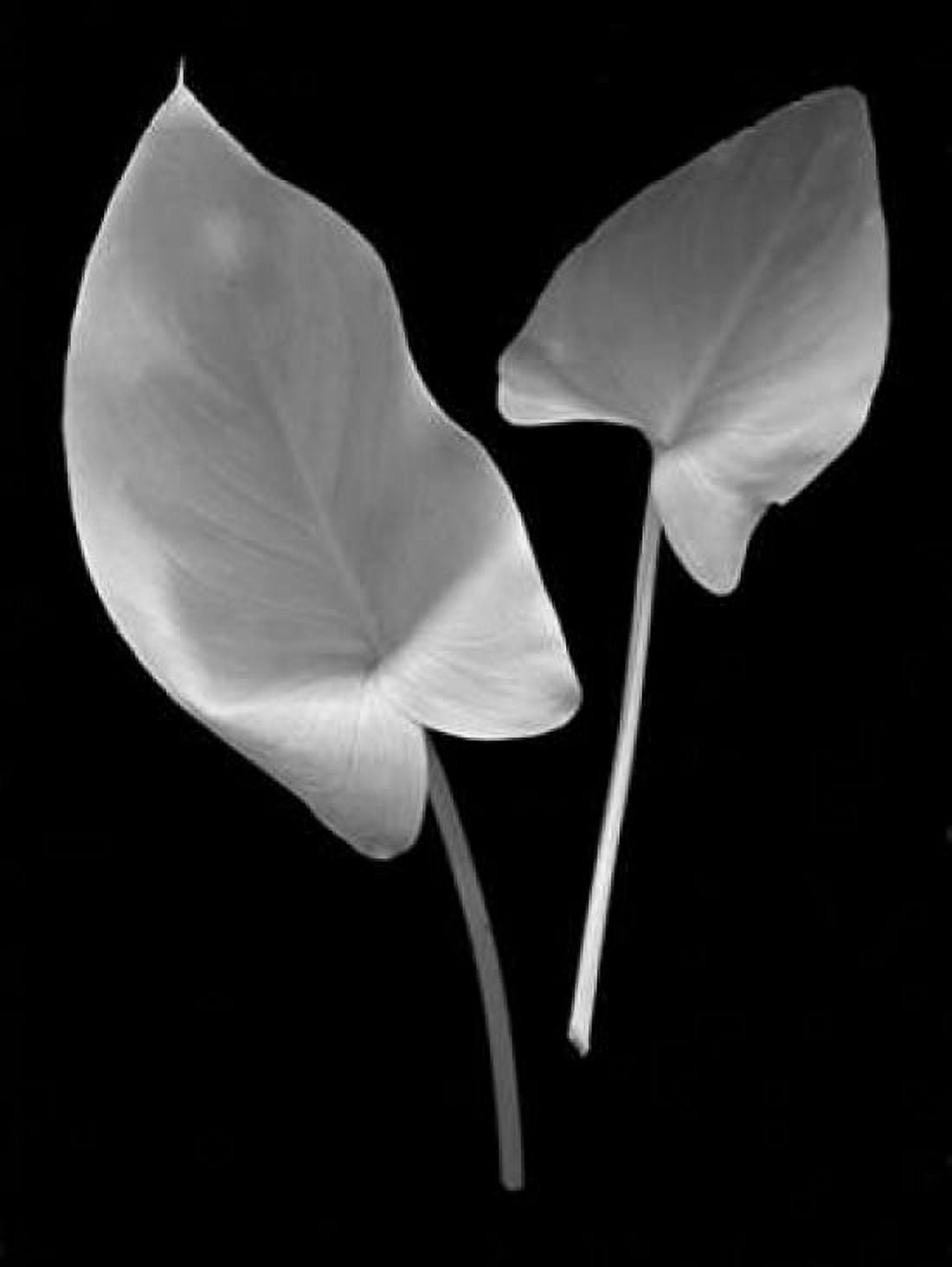 Floral B-W - 24 Canvas Art - Alan Blaustein (18 x 24)