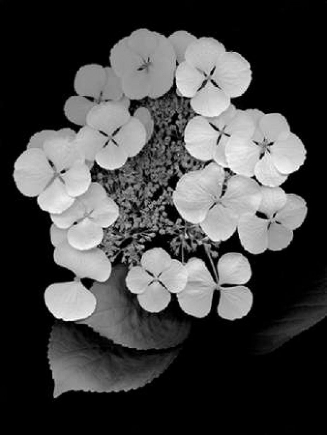 Floral B-W - 25 Canvas Art - Alan Blaustein (18 x 24)
