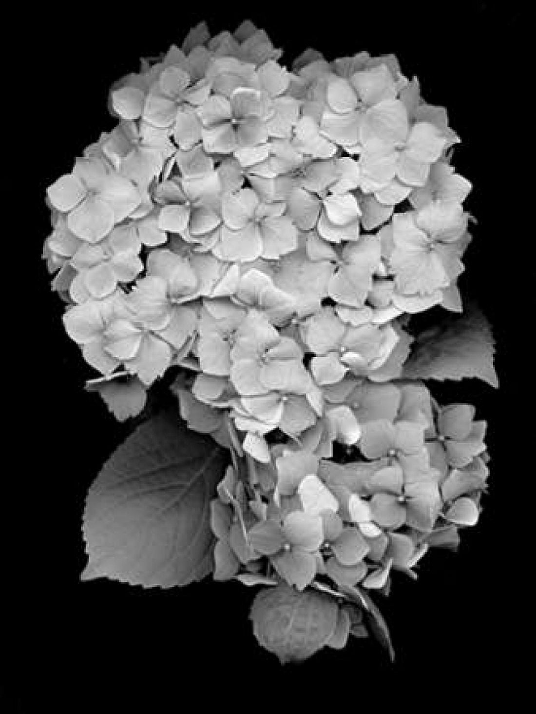 Floral B-W - 26 Canvas Art - Alan Blaustein (18 x 24)