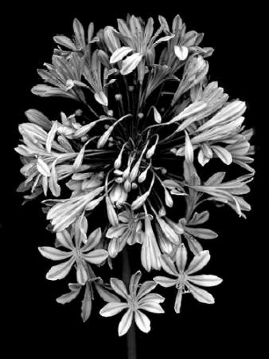 Floral B-W - 27 Canvas Art - Alan Blaustein (18 x 24)