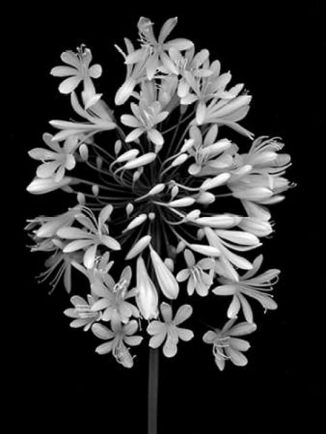 Floral B-W - 28 Canvas Art - Alan Blaustein (18 x 24)