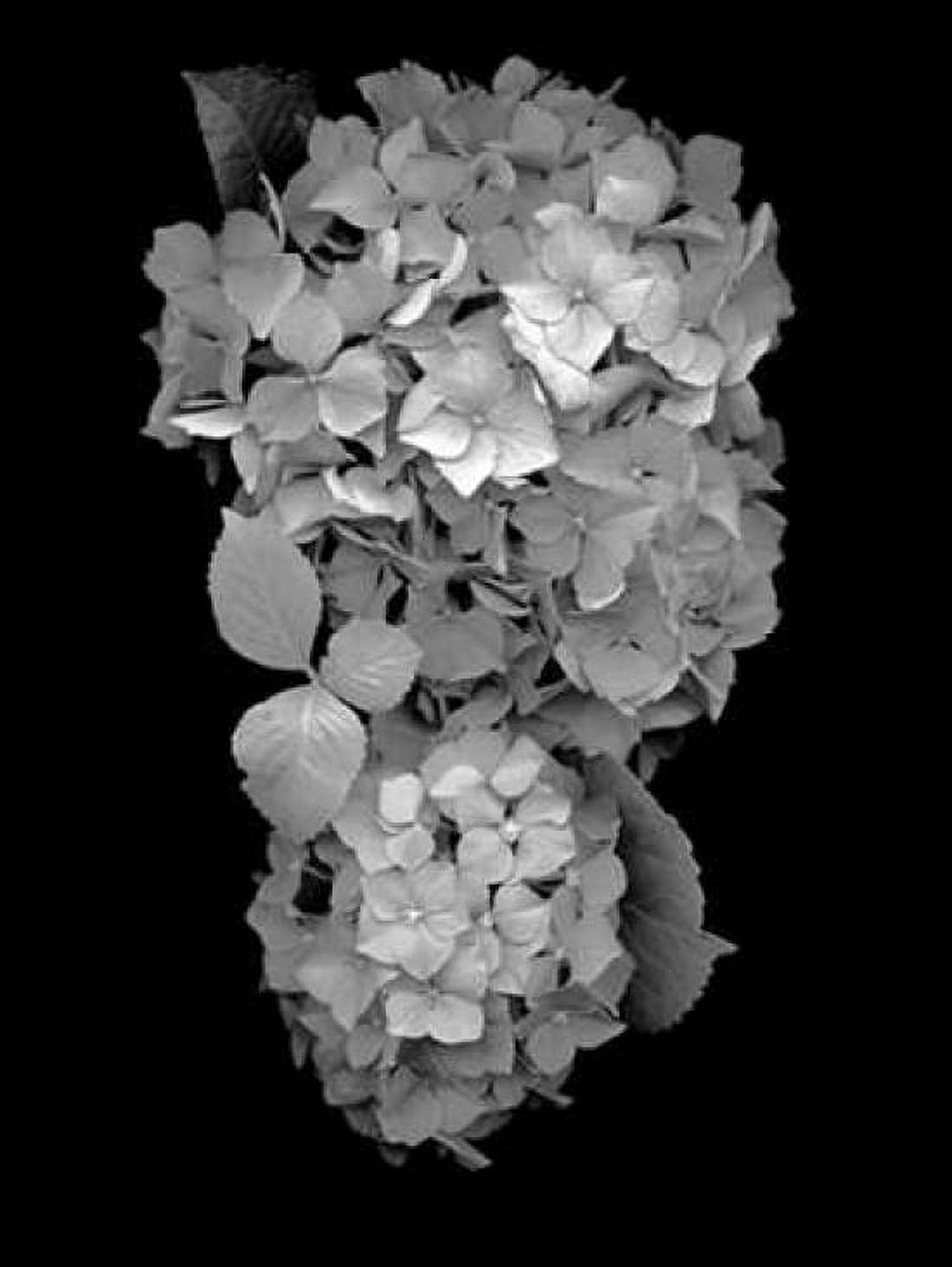 Floral B-W - 29 Canvas Art - Alan Blaustein (18 x 24)