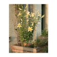 thumbnail image 1 of Floral Cobble Hill 02 - Brooklyn New York Photography Unframed Wall Art Print 11 x 14 inches, 1 of 13