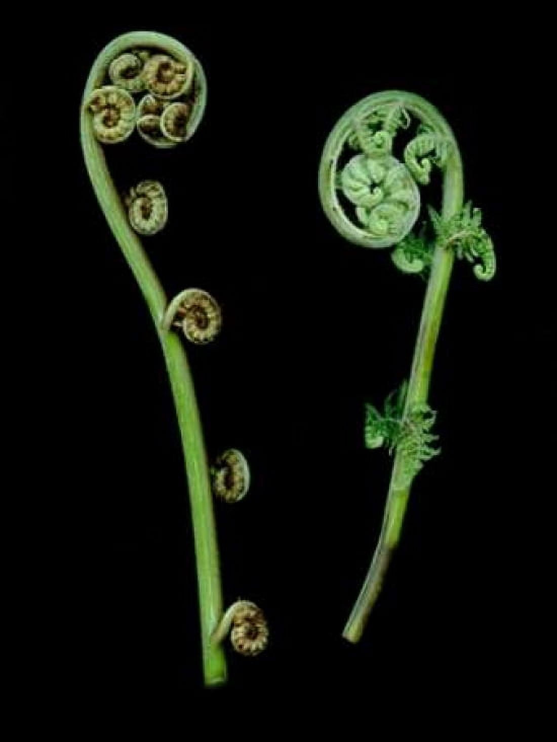 Floral Color - 22 Canvas Art - Alan Blaustein (18 x 24)