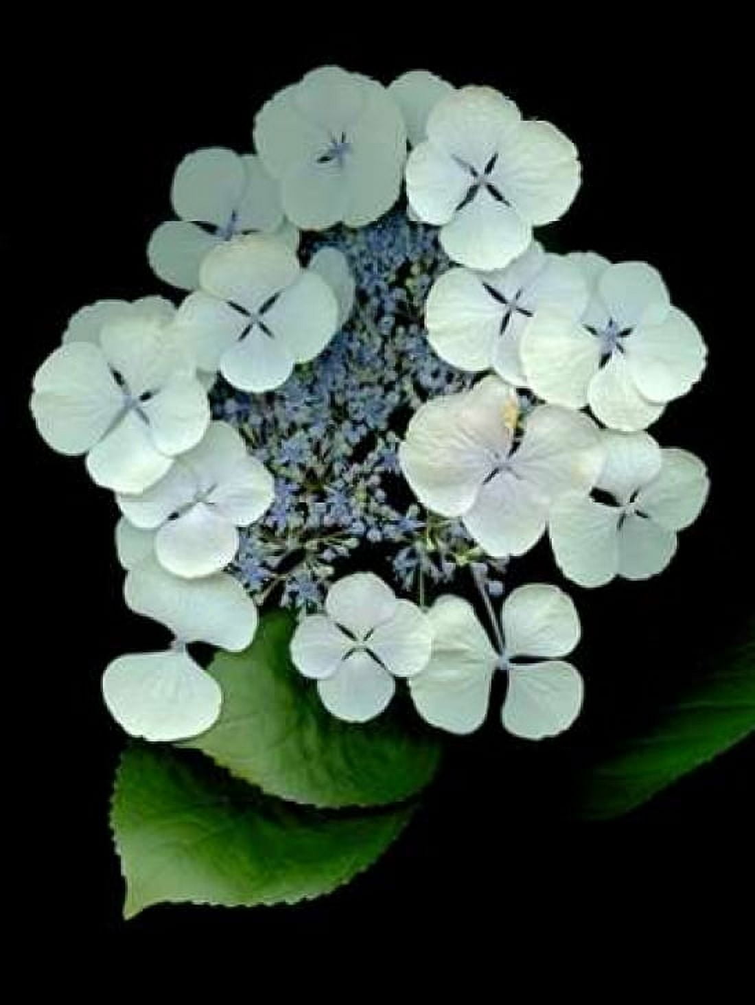 Floral Color - 25 Canvas Art - Alan Blaustein (18 x 24)
