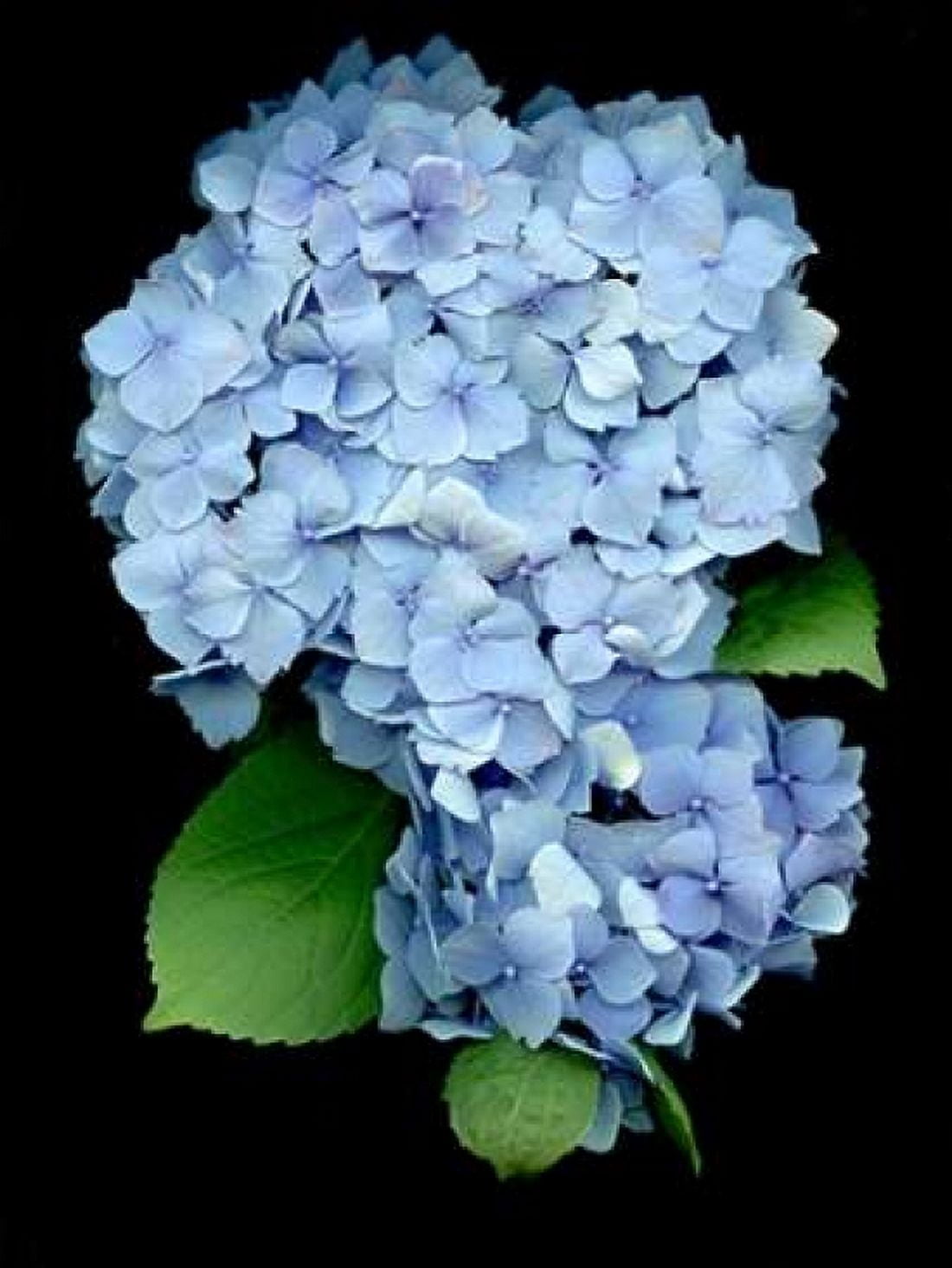 Floral Color - 26 Canvas Art - Alan Blaustein (18 x 24)