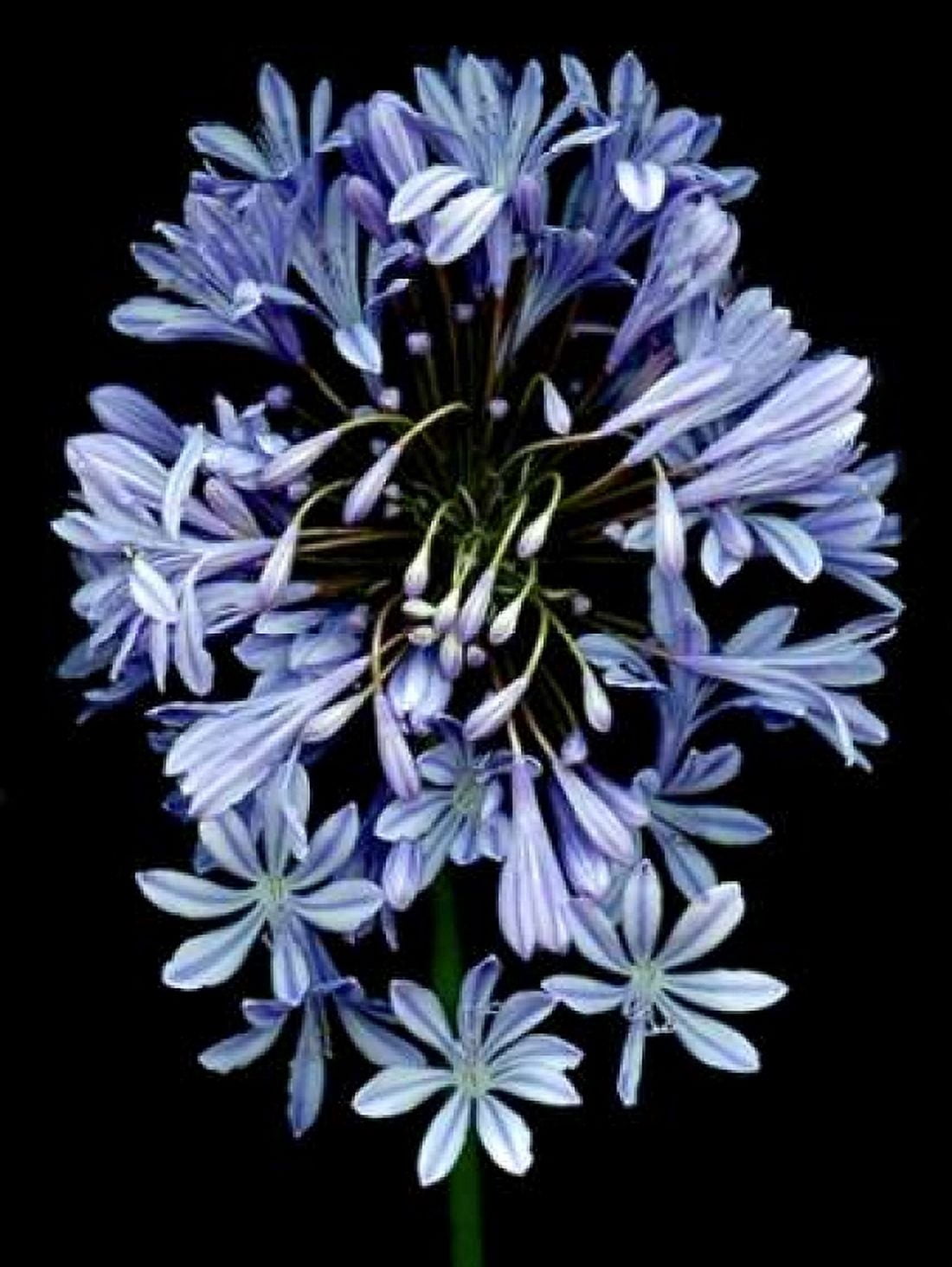 Floral Color - 27 Canvas Art - Alan Blaustein (18 x 24)