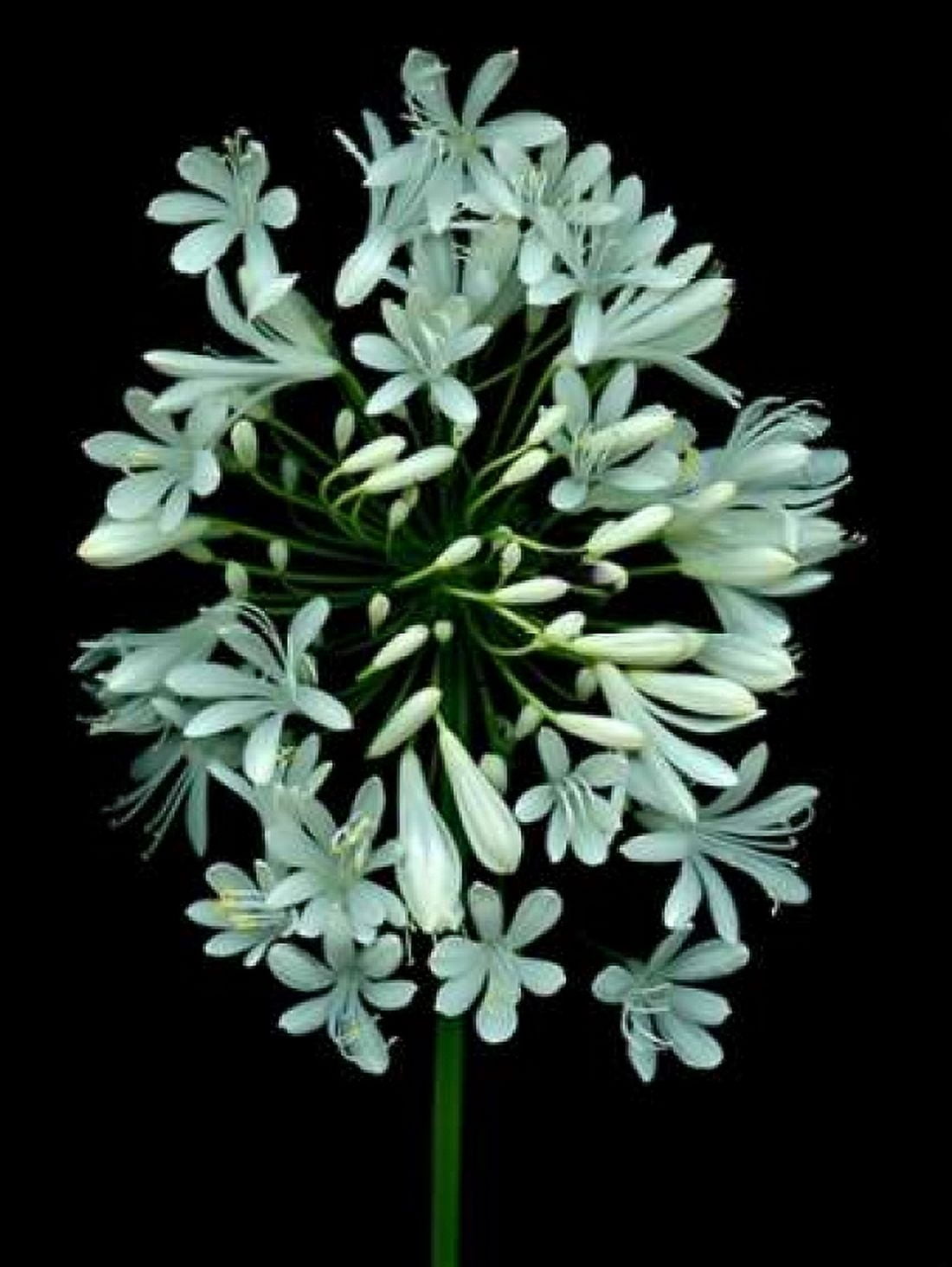 Floral Color - 28 Canvas Art - Alan Blaustein (18 x 24)
