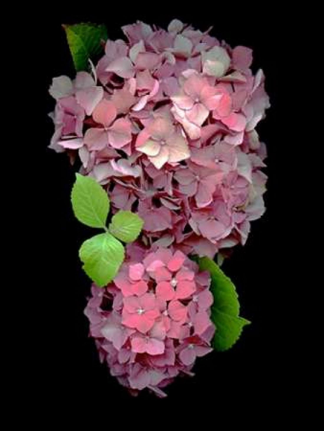 Floral Color - 29 Canvas Art - Alan Blaustein (18 x 24)