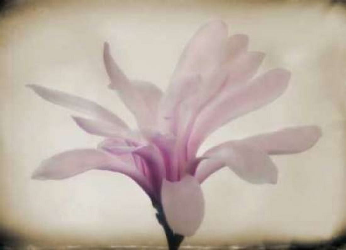 Floral Dreams II Canvas Art - Vitaly Geyman (18 x 24)