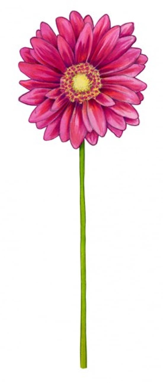 Floral Gerbera Daisy Canvas Art - Christine Kerrick (19 x 44)