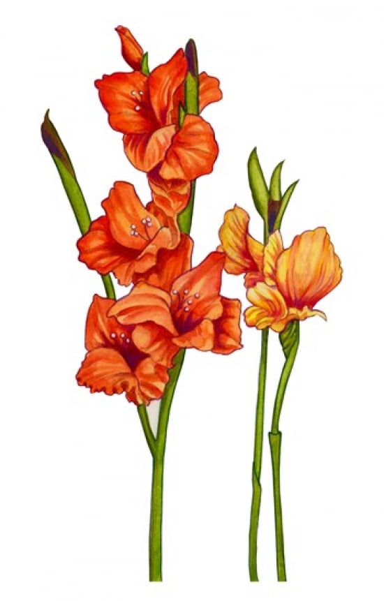 Floral Gladiolas Canvas Art - Christine Kerrick (22 x 35)
