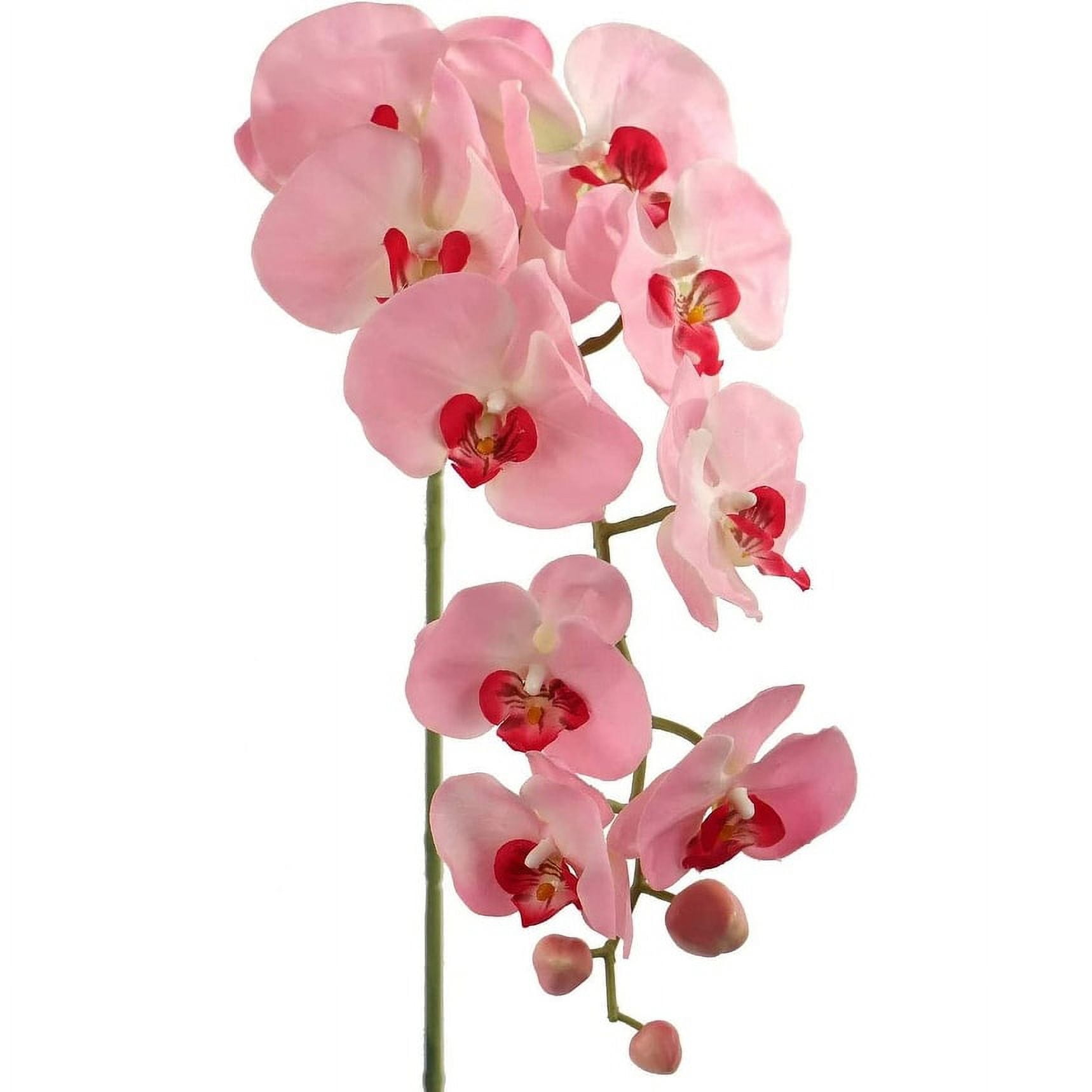 Phalaenopsis. Orquideas naturales - Orquidario El Vergel