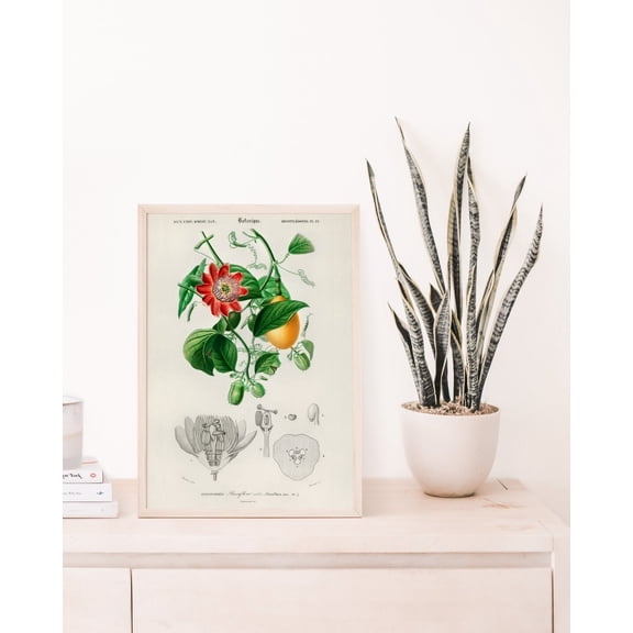 Floral Illustration, Tropical Flower, Botanical , Charles Dessalines D' Orbigny, Botany , Vintage Flower , F115 Unframed Paper Print