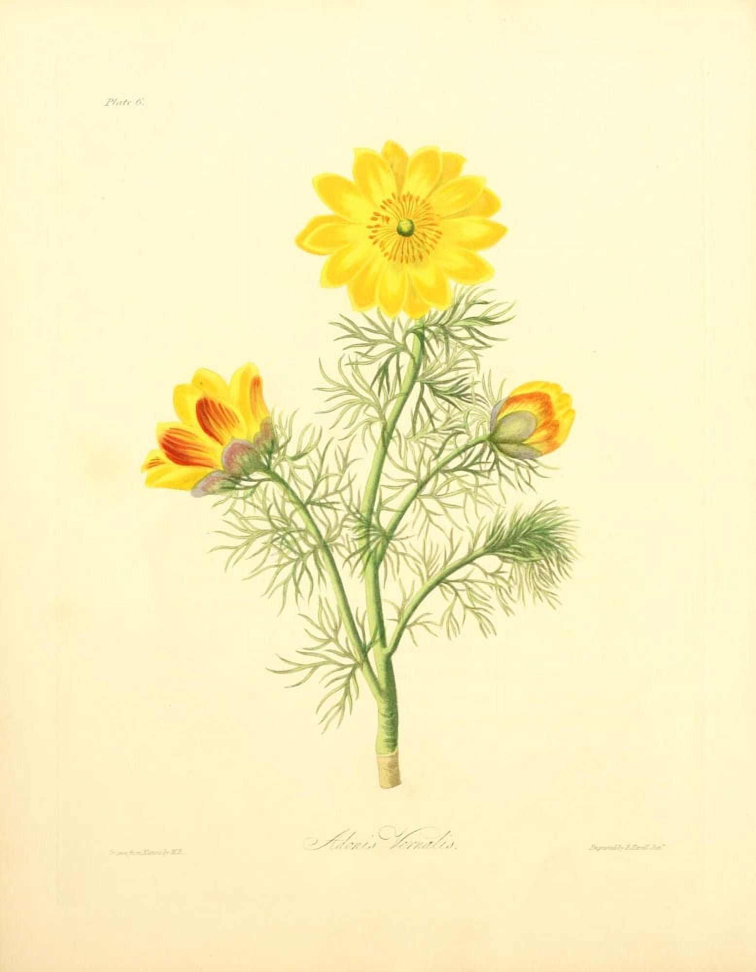 Floral Illustrations of the Seasons 1831 Adonis Vernalis Canvas Art - Margaret Roscoe (18 x 24)