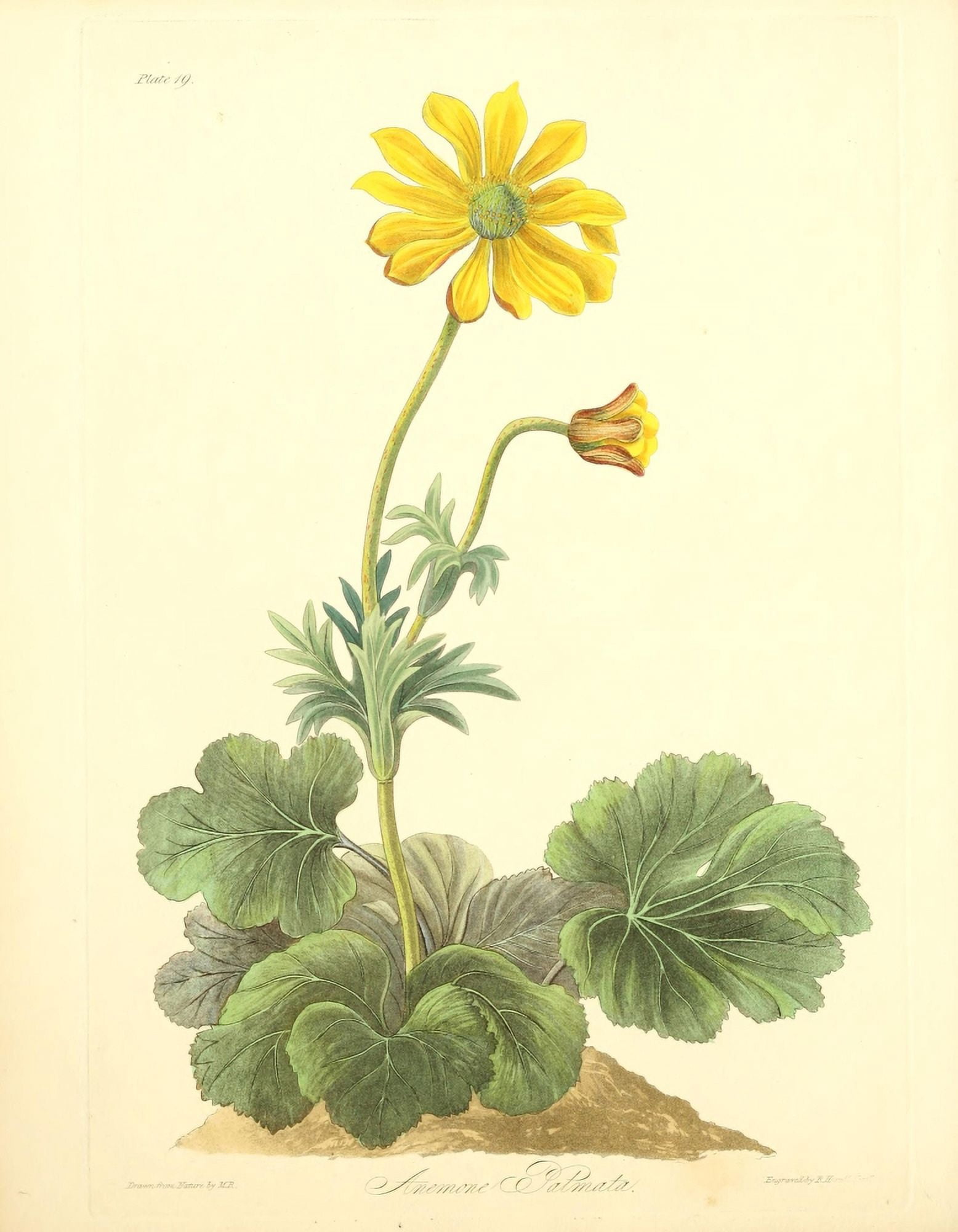 Floral Illustrations of the Seasons 1831 Anemone Palmata Canvas Art - Margaret Roscoe (24 x 36)