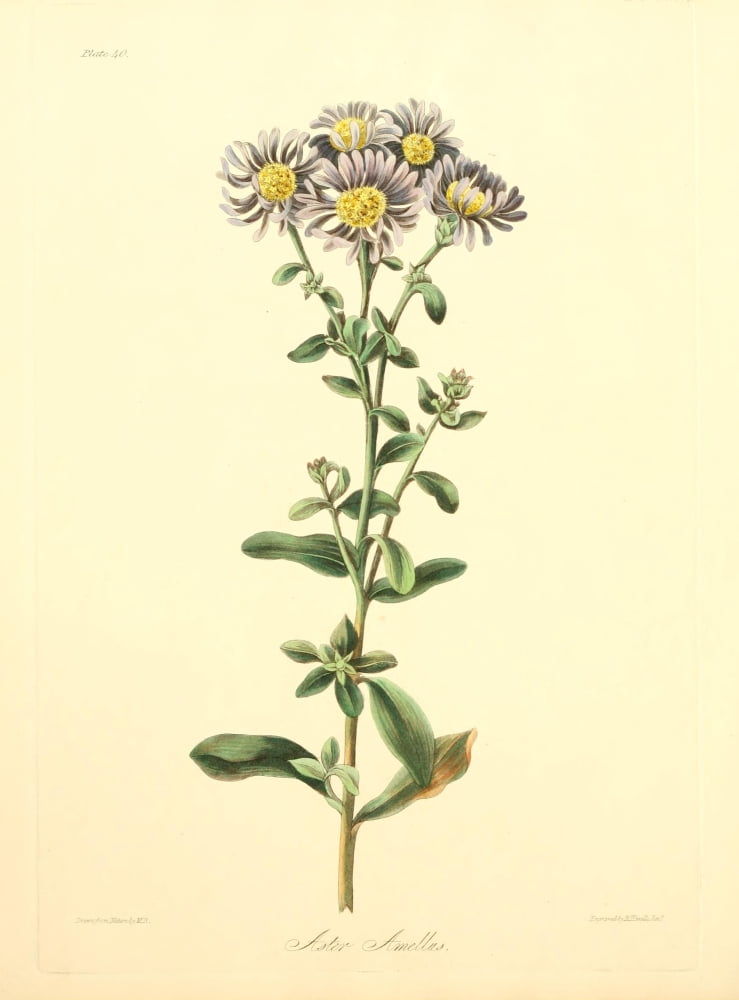 Floral Illustrations of the Seasons 1831 Aster Amellus Canvas Art - Margaret Roscoe (18 x 24)