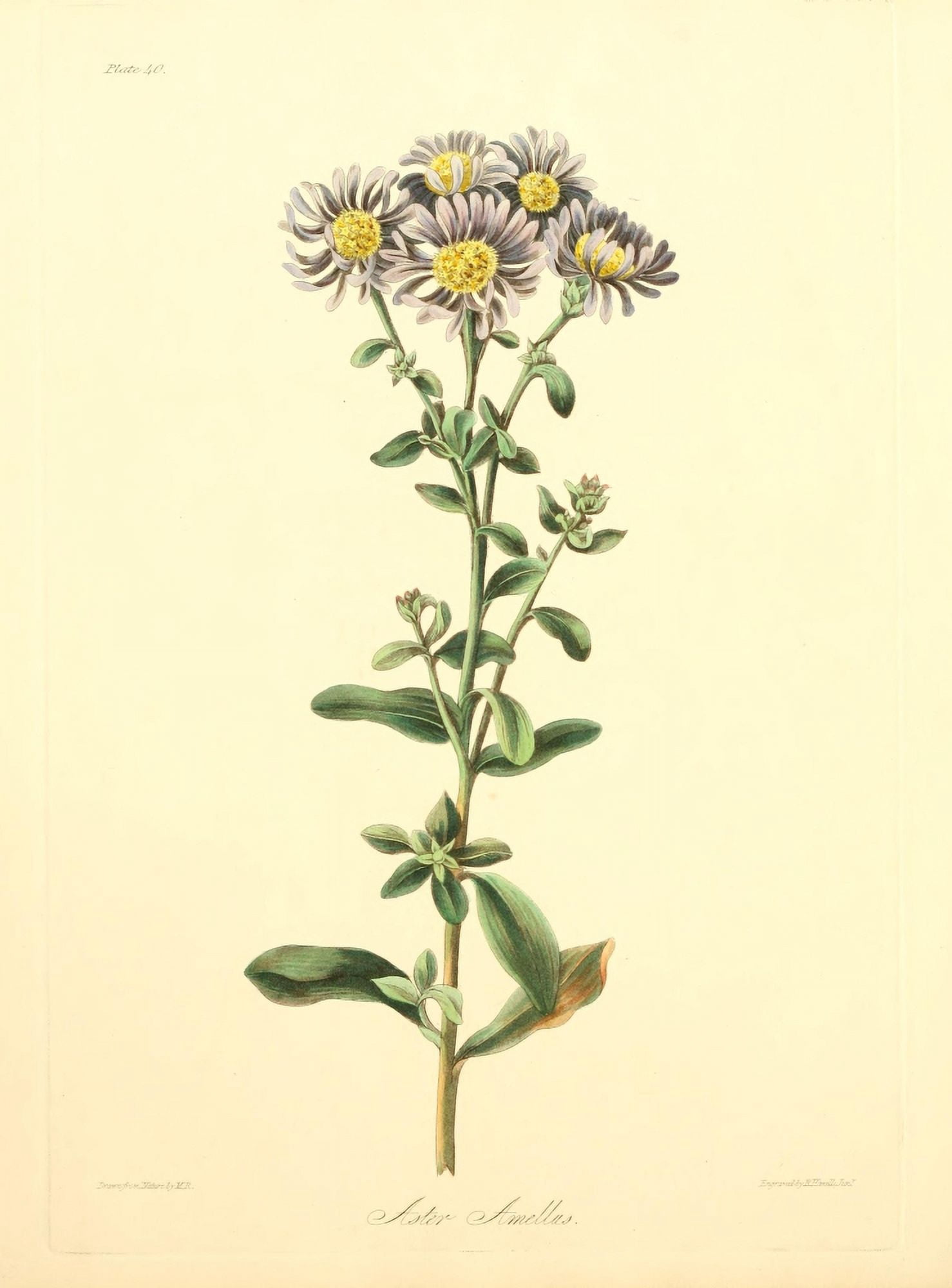 Floral Illustrations of the Seasons 1831 Aster Amellus Canvas Art - Margaret Roscoe (24 x 36)