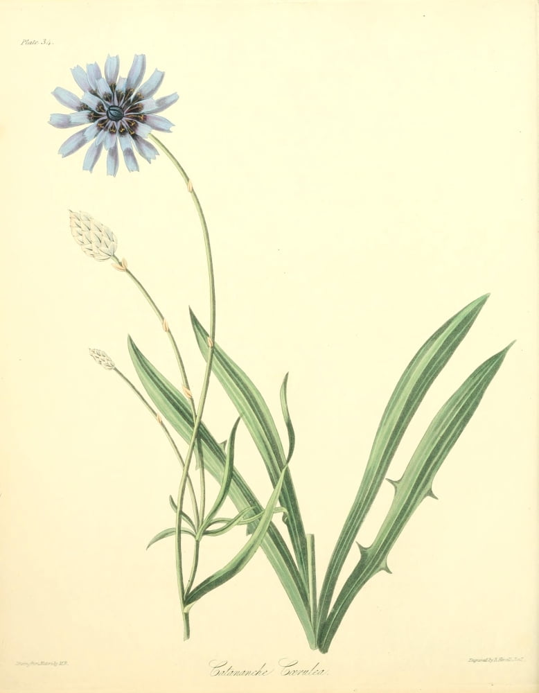 Floral Illustrations of the Seasons 1831 Catananche Caerulea Canvas Art - Margaret Roscoe (18 x 24)