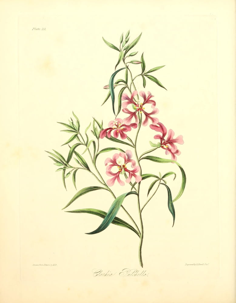 Floral Illustrations of the Seasons 1831 Clarkia Pulchella Canvas Art - Margaret Roscoe (24 x 36)