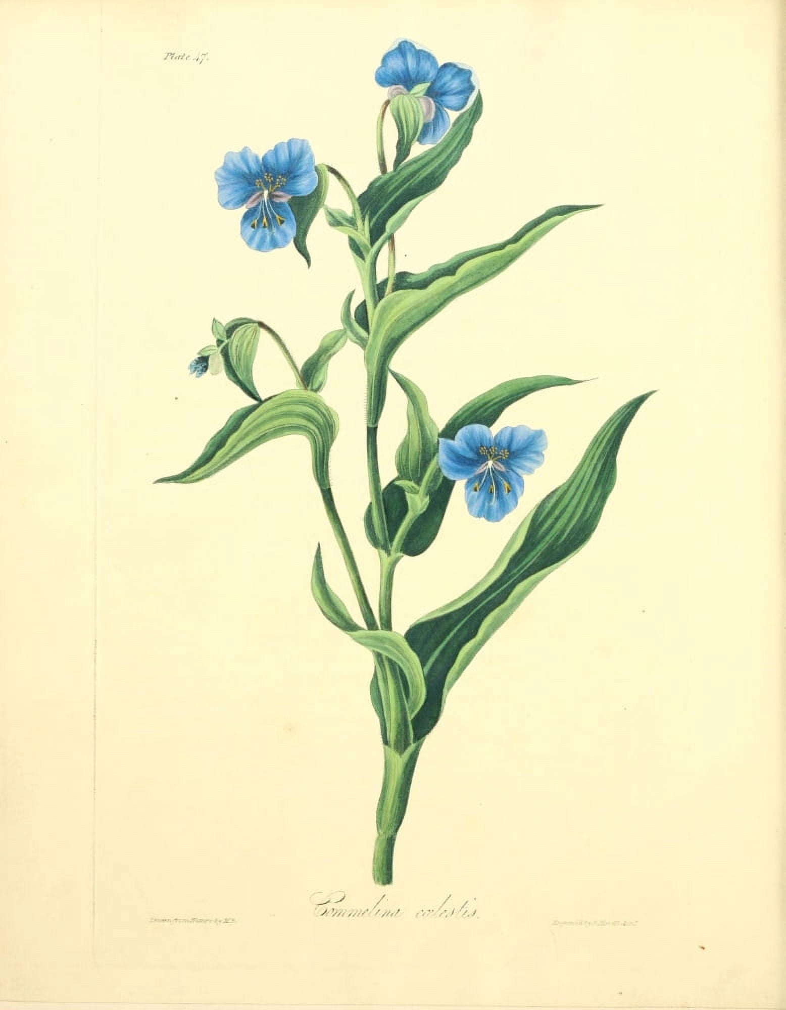 Floral Illustrations of the Seasons 1831 Commelina Coelestis Canvas Art - Margaret Roscoe (18 x 24)