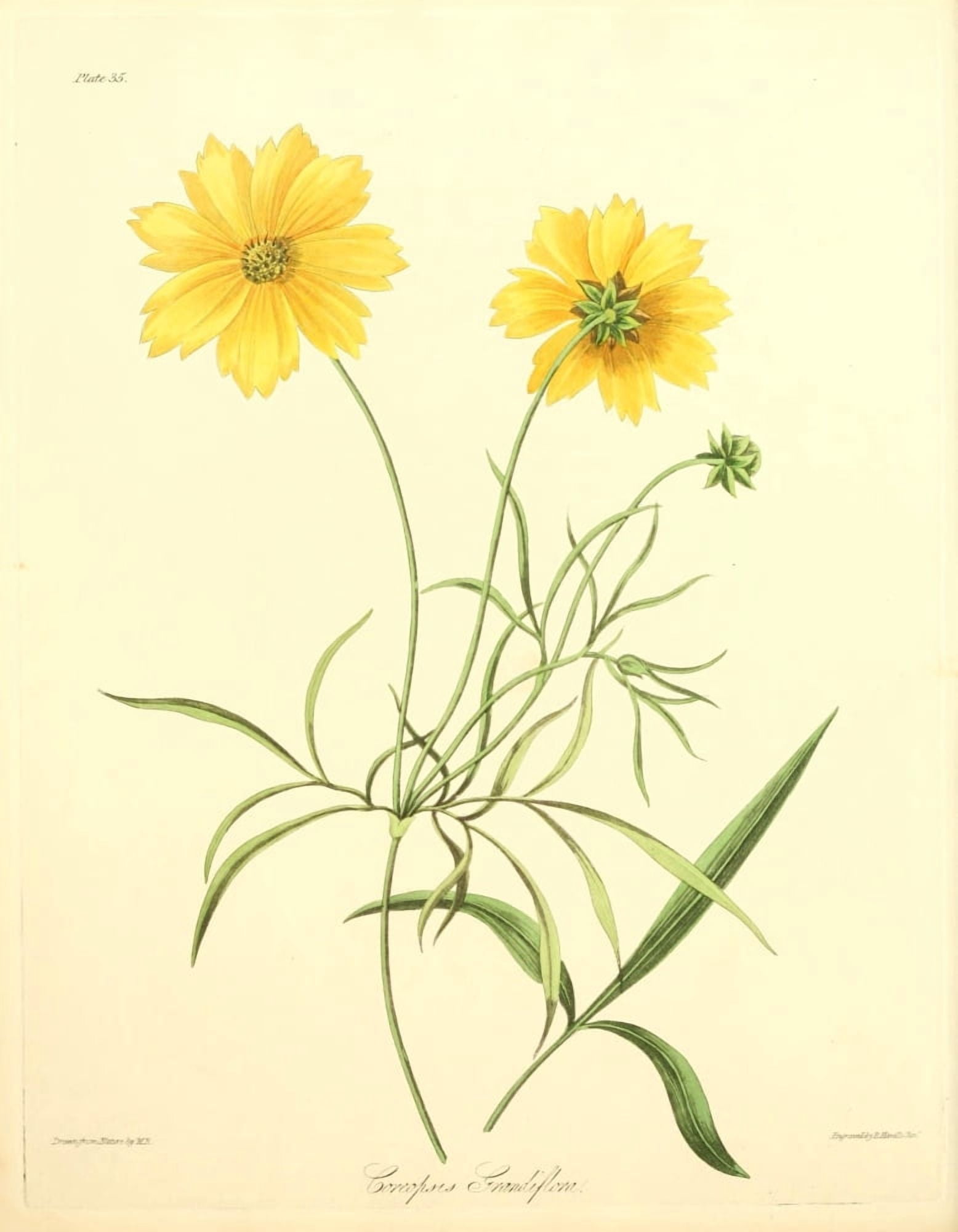 Floral Illustrations of the Seasons 1831 Coreopsis Grandiflora Canvas Art - Margaret Roscoe (18 x 24)