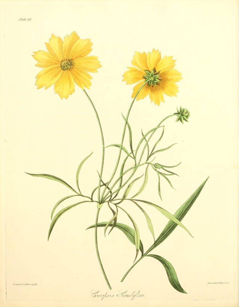 Floral Illustrations of the Seasons 1831 Coreopsis Grandiflora Canvas Art - Margaret Roscoe (24 x 36)