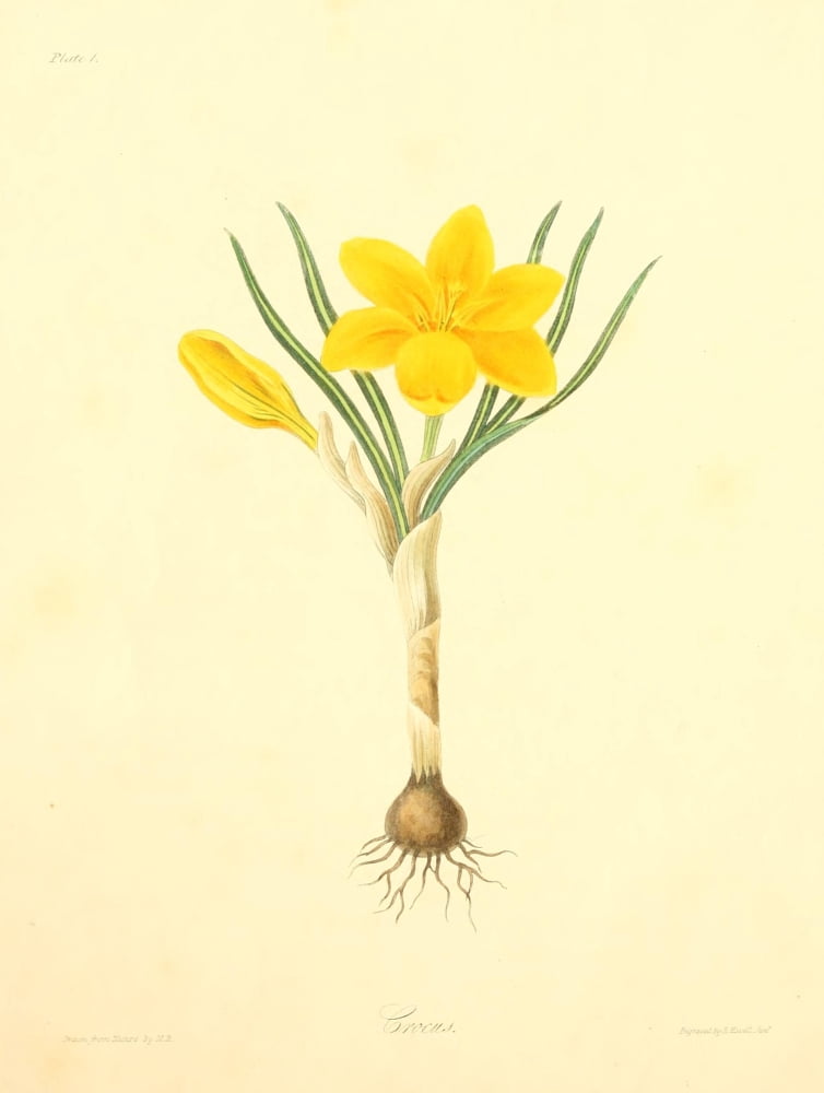 Floral Illustrations of the Seasons 1831 Crocus Canvas Art - Margaret Roscoe (24 x 36)