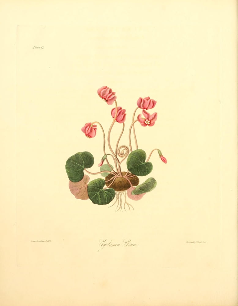 Floral Illustrations of the Seasons 1831 Cyclamen Coum Canvas Art - Margaret Roscoe (18 x 24)