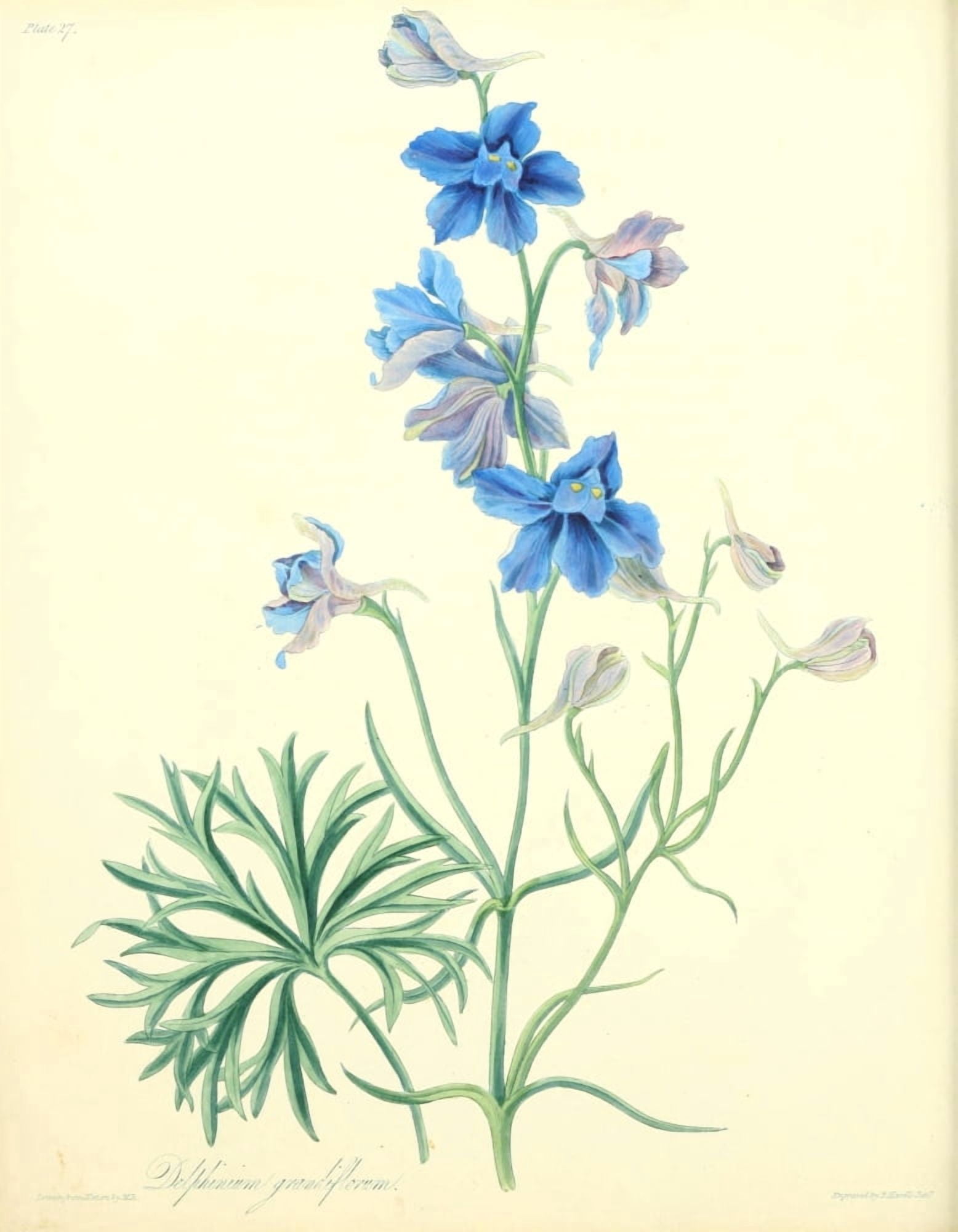 Floral Illustrations of the Seasons 1831 Delphinium Grandiflorum Canvas Art - Margaret Roscoe (18 x 24)