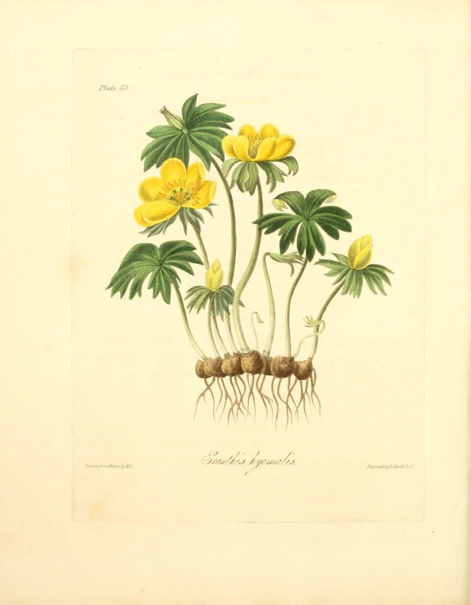 Floral Illustrations of the Seasons 1831 Eranthis Hyemalis Canvas Art - Margaret Roscoe (18 x 24)