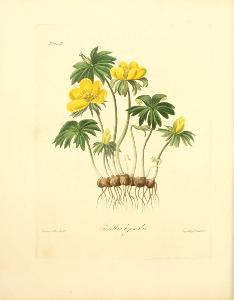 Floral Illustrations of the Seasons 1831 Eranthis Hyemalis Canvas Art - Margaret Roscoe (24 x 36)