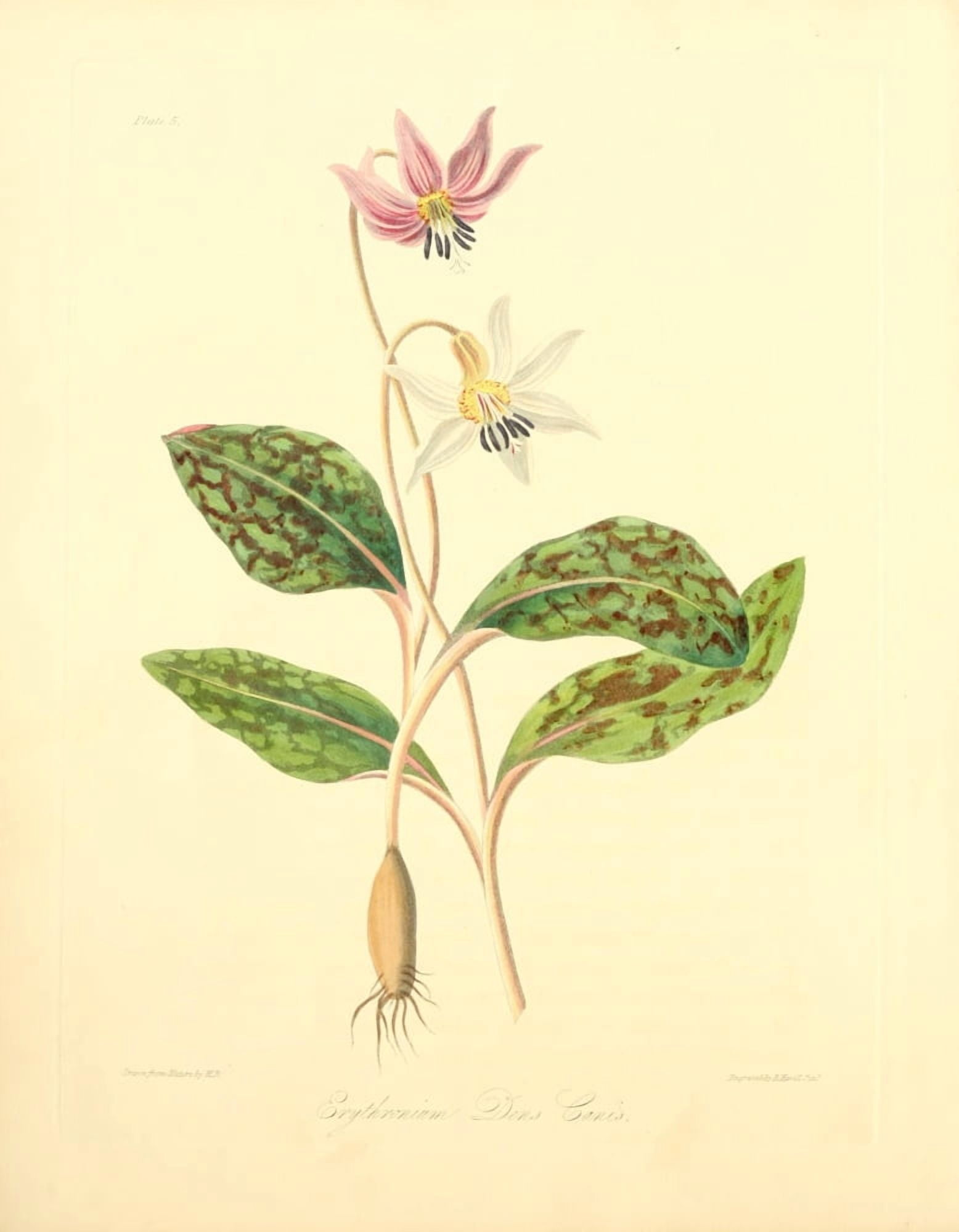 Floral Illustrations of the Seasons 1831 Erythronium Dens Canis Canvas Art - Margaret Roscoe (18 x 24)