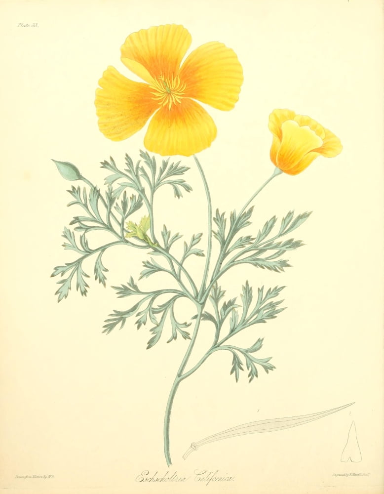 Floral Illustrations of the Seasons 1831 Escholtzia Californica Canvas Art - Margaret Roscoe (18 x 24)